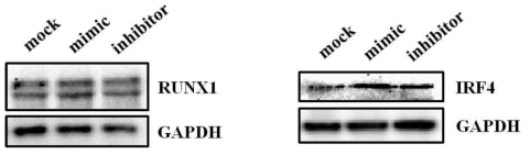 miRNA에 의한 표적 mRNA의 억제 효과. A549 세포와 마우스 CD4+ T 세포에 miR-27b mimic 및 miR-27b inhibitor를 도입하여 표적 mRNA인 Runx1과 Irf4의 발현양을 측정함. miR-27b mimic 및 miR-27b inhibitor에 의한 표적 단백질의 변화는 없는 것으로 확인됨