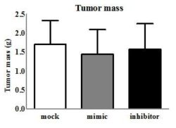 miR-27b mimic 및 inhibitor 도입 MDSC에 의한 종양 조절 효과. EL-4 세포주를 피하에 주사하여 종양을 발생시킨 마우스 모델에 miR-27b의 발현양을 변화시킨 MDSC를 종양 내 투여하여 종양의 크기 변화를 확인하였으나, 차이를 확인할 수 없었음