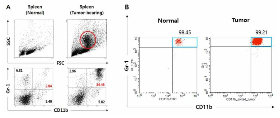 MDSC의 유도 및 분리. 종양 함유 마우스에서만 CD11b+Gr-1+ 표현형을 갖는 MDSC가 유도됨을 보임(A). 유세포 분리기 (FACS)를 이용하여 C11b+Gr-1+ MDSC를 분리함. 순도는 98% 이상임(B)