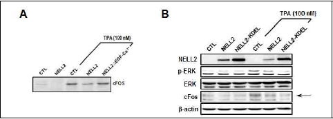 PKC 신호기전에서 NELL2 발현에 따른 ERK 활성화 및 cFos 합성 조사. (A) Ca2+ 결합 도메인이 제거된 그룹에서 cfos 합성 감소효과가 사라짐. (B) ER내 NELL2를 증가시킨 그룹에서 감소효과가 크게 나타남