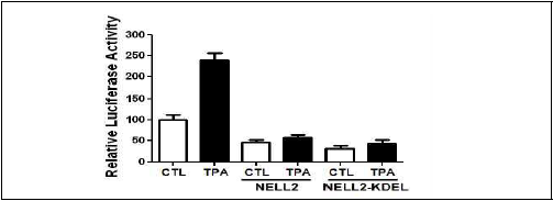 TPA에 의한 PPE promoter (PPE-P) 활성도 촉진에 미치는 NELL2의 영향. NIH3T3 세포에서 TPA는 PPE-P 활성도를 촉진하지만, NELL2 (혹은 NELL2-KDEL) expression vector 존재 하에서 TPA의 촉진효과는 억제됨