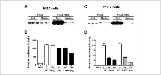 NELL2 과발현 조건에서 HiB5 세포와 C17.2 세포에서 NELL2 발현분포 및 PPE-p 활성도 조사. (A, B) HiB5 세포. (A) 세포내 NELL2(Cell)와 분비된 NELL2(Medium) 발현 비교. (B) PPE-P 활성도 (C, D) C17.2 세포. (C) 세포내 NELL2(Cell)와 분비된 NELL2(Medium) 발현 비교. (D) PPE-P 활성도