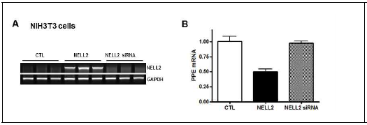 NIH3T3세포에서 NELL2 발현정도에 따른 PPE mRNA 발현정도 조사. (A) NELL2 과발현 vector와 NELL2 siRNA를 통한 NELL2 발현정도 변화 확인 (B) NELL2 발현 변화 그룹에 따른 PPE mRNA 수준