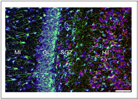 흰쥐 해마 dentate gyrus에서 NELL2의 발현. NELL2 (red), GFAP (green), Hoechst counter staining (blue). NELL2는 GFAP-positive 세포에서 보이지 않음. Hillus (Hil)에서 NELL2의 강한 발현이 관찰되는 반면, 대부분의 granule layer (Gl) 세포에서 약하게 보임. 일부의 subgranular zone (SGZ) 세포에서 강한 NELL2 발현이 보임. Moleclular layer (Ml)에서 NELL2는 거의 보이지 않음. Scale bar = 50 μm