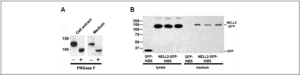 분비되는 glycoprotein NELL2. (A) HiB5 세포에 NELL2를 transfection하고 세포추출액과 배양액으로부터 분리한 단백질을 Western blot한 결과. Peptide N-glycosidase (PNGase F)를 처리하면 작은 크기로 줄어드는 것으로 보아 N-glycosylation 됨을 알 수 있음. (B) NELL2의 분비 정도를 확인하기 위하여 NELL2-GFP를 HiB5 세포에 transfection 하고 48시간 후, 세포추출액(6 μl from total 35 μl)과 배양액(12 μl from total 5 ml medium)을 전기영동하고, Western blot을 수행하였음. 상대적인 양을 계산한 결과, 배양액에서 29.3±15.3인 반면, 세포추출액에서 1.16±0.28이었음