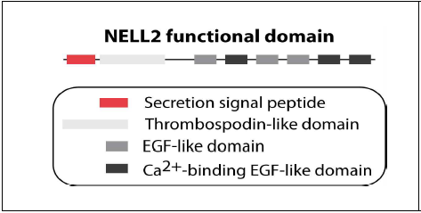 NELL2 단백질의 특징적인 펩타이드 도메인. 가장 뚜렷한 특징으로서 6개의 EGF-like repeat domain을 가짐. 이 중에서 3개는 Ca2+-binding EGF-like domain 임. NELL2는 또한 signal peptide, thrombospondin-like (TSP-n) domain을 가지고 있음