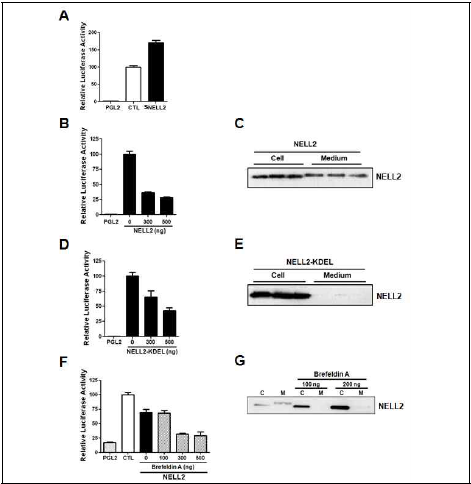ER에서 NELL2가 세포내 신호전달경로를 조절할 가능성. Proenkephalin promoter (PPE-P) 활성도 조절을 모델로 사용. (A) NIH3T3 세포 배양액에서 분리한 NELL2를 처리, PPE-P 활성도 촉진. (B) NELL2가 과발현된 NIH3T3 세포에서 PPE-P 활성도 억제. (C) NELL2를 과발현된 세포에서 세포내 NELL2(Cell)와 분비된 NELL2 (Medium) 비교. (D) ER-Golgi 수송이 억제된 NELL2 (NELL2-KDEL; Munro and Pelham, 1987)에 의한 PPE-P 활성도 억제. (E) NELL2-KDEL 과발현 세포에서 세포내 NELL2와 분비된 NELL2 비교. (F) 세포에 NELL2를 과발현시키고 ER-Golgi 수송 억제제 brefeldin A (Nebenführ et al, 2002) 처리 상태에서 PPE-P 활성도 억제. (G) Brefeldin A 처리조건에서 세포내 NELL2와 분비된 NELL2 비교