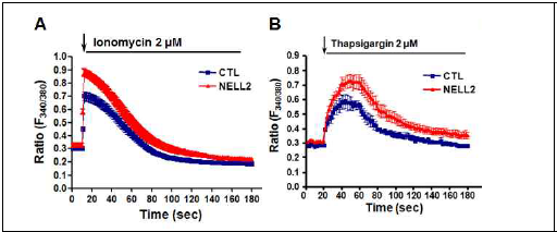 ER의 Ca2+ 함량과 분비에 미치는 NELL2의 영향. Fura-2 AM으로 free Ca2+ 변화 측정. (A) Ionomycin 처리에 의한 NIH3T3 세포질의 free Ca2+의 변화. (B) Thapsigargin 처리에 의한 NIH3T3 세포질의 free Ca2+의 변화