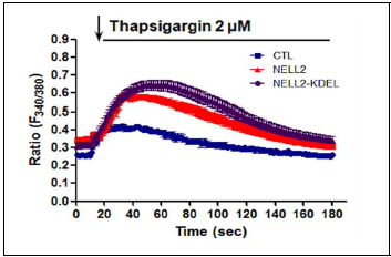 NELL2 발현량에 따른 ER의 Ca2+ 함량과 분비. Fura-2 AM으로 free Ca2+ 변화 측정. Thapsigargin 처리에 의한 NIH3T3 세포질의 free Ca2+의 변화