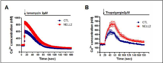 ER의 Ca2+ 함량과 분비에 미치는 NELL2의 영향. Fura-2 AM으로 free Ca2+ 세포 내 함량 측정. (A) Ionomycin 처리에 의한 세포질의 free Ca2+의 함량 측정. (B) Thapsigargin 처리에 의한 ER내 free Ca2+의 함량 측정