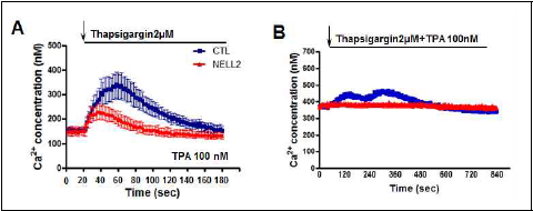 PKC 활성화 조건에서 ER의 Ca2+ 분비에 미치는 NELL2의 영향. Fura-2 AM으로 free Ca2+ 세포내 함량 측정. (A) TPA처리 조건에서 thapsigargin 처리에 의한 ER Ca2+의 분비량 측정. (B) TPA와 Thapsigargin 동시 처리에 의한 ER Ca2+의 분비량 측정