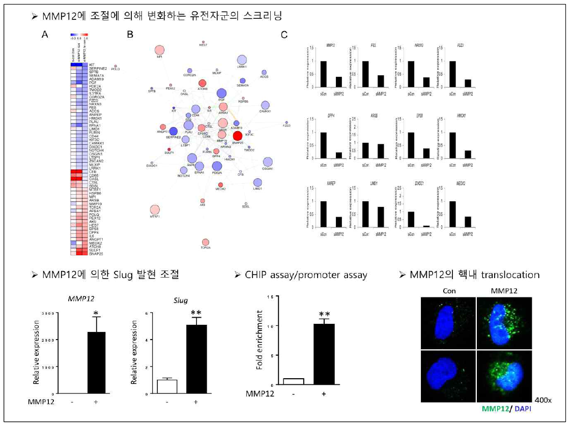MMP12 타겟 인자의 선별과 slug 조절 영향