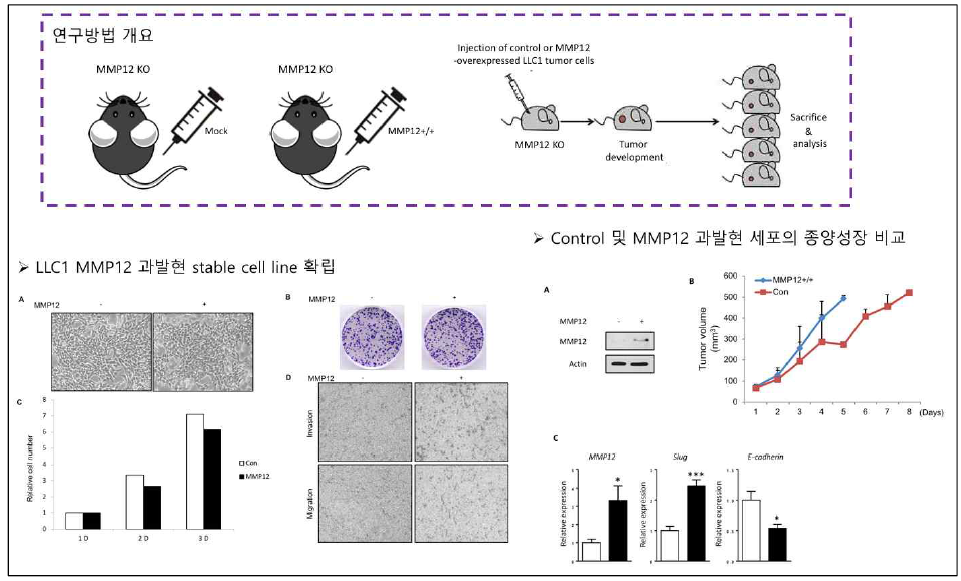 MMP12 과발현 세포를 주입한 종양 성장 분석