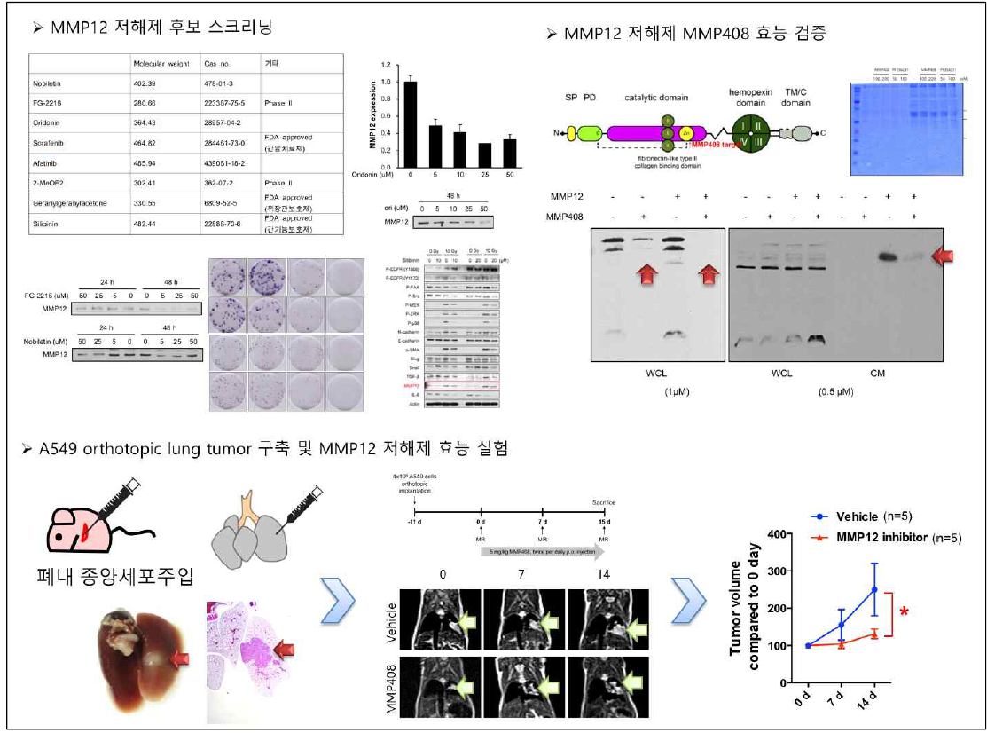 MMP12 저해제 연구 및 in vivo 효능 평가