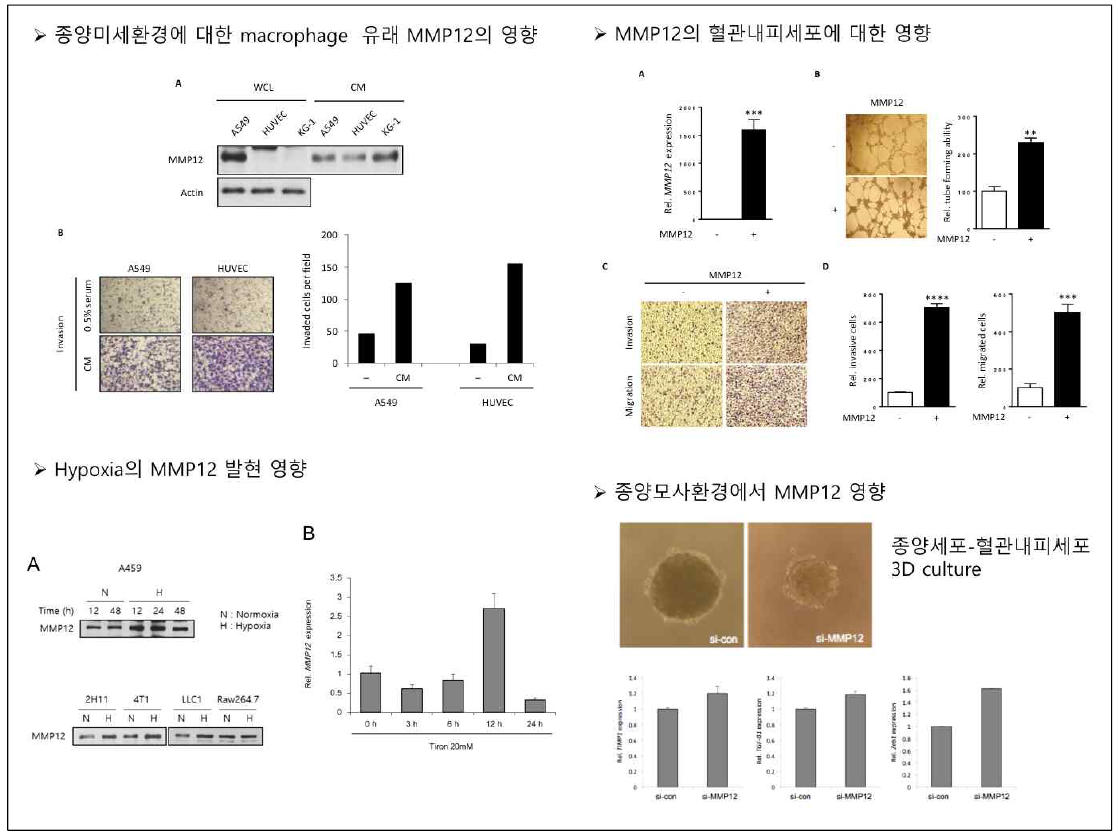 종양미세환경세포 타입별 MMP12 발현과 종양 모사환경에서 MMP12의 영향