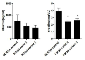 PIAS3에 의한 소변 내 알부민과 크레아틴의 활성 감소