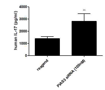 PIAS3 차단에 의한 IL-17 활성