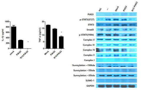 세포 트과성이 증가된 R12-PIAS3에 의한 pSTAT3 727 및 염증성 사이토카인 발현 제어