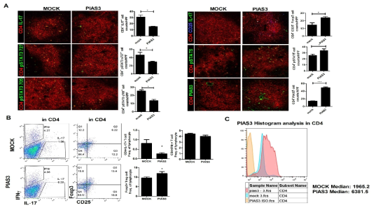 PIAS3에 의한 Th17 세포 활성 제어와 Treg 세포 활성 증가