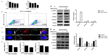 OSM에 의한 Th17 세포 활성 제어