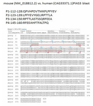 PIAS3 PINIT domain 단백질 시퀀스 분석