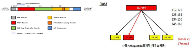 PIAS3 PINIT domain mutant form 제작 모식도