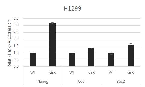 Increased expression of stemness marker genes on H1299-cisR