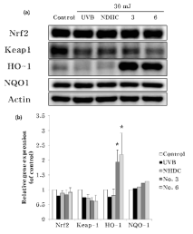 Effect of NHDC derivatives on Cytoprotective mechanism in UVB-irradiated human dermal fibroblasts in protein level