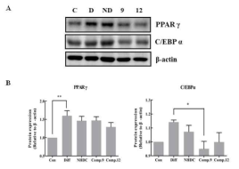 Effect of NHDC and its derivatives on adipogenic gene expression during adipogenic differentiation