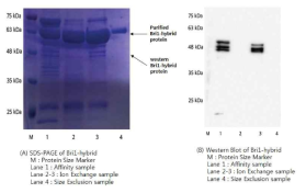 Bri1-hybrid 재조합 단백질의 SDS-PAGE 및 histidine antibody를 이용한 western