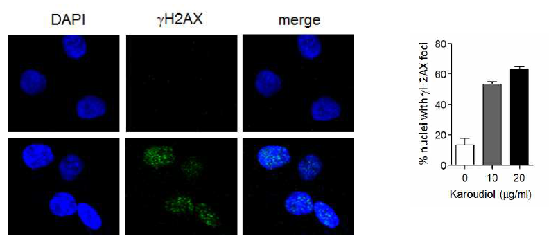 Karoudiol-treated cancer cells with γ-H2AX foci