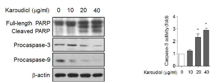 Assay of the expression of apoptosis-related proteins