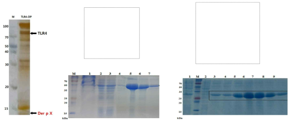 TLR4 단백질과 연관된 Der p X 동정 및 다양한 vector에서의 Der p X 단백질 발현