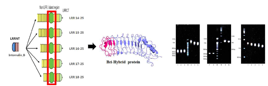 extracellular functional domain을 hybrid한 단백질 및 vector cloning을 위한 PCR product