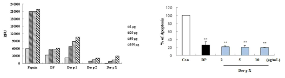 재조합 Der p X 단백질의 neutrophil apoptosis test 및 protease activity test