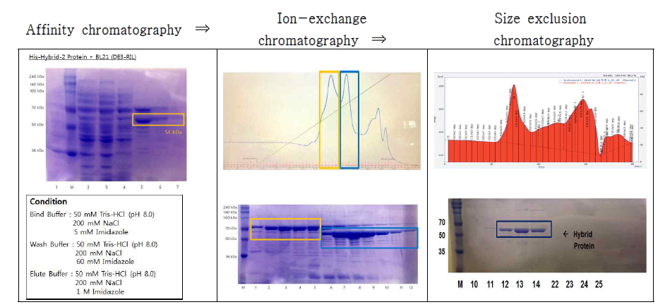 Bri1-hybrid 2 재조합 단백질 정제 process