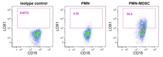 호중구 (Neutrophils)과 PMN-MDSC에서 Lox-1의 발현 확인