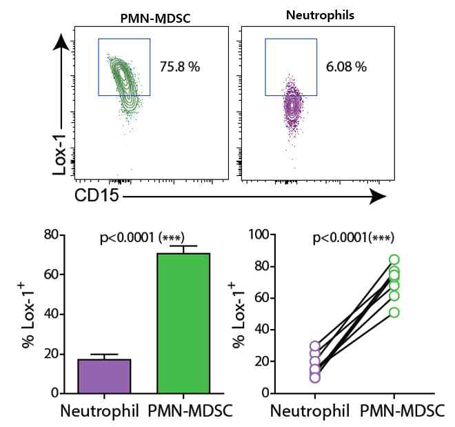 폐암 환자의 PMN-MDSC와 Neutrophil의 MDSC 특이 마커 발현 비교