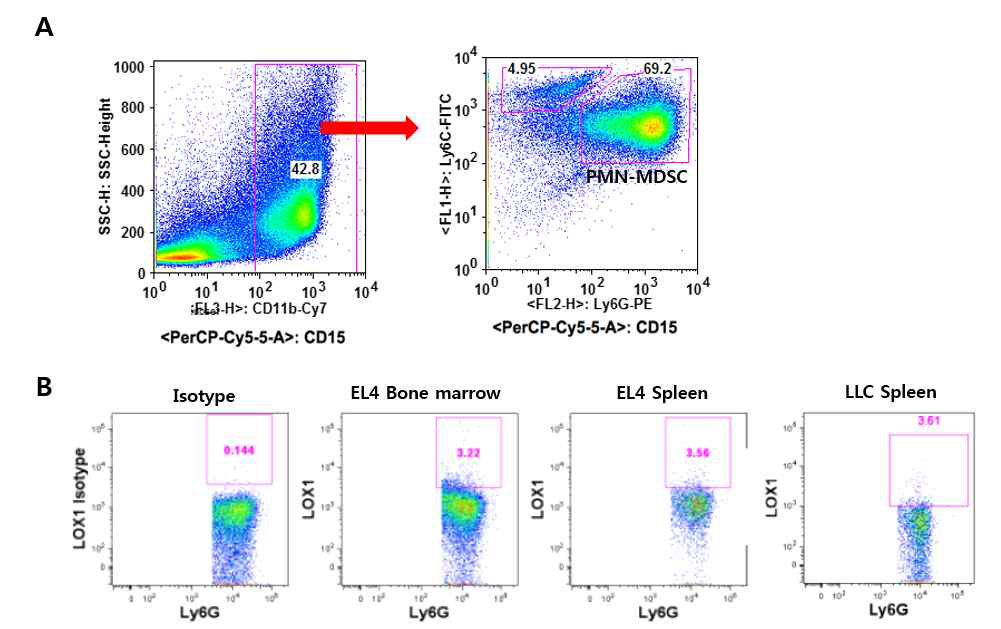 (A) EL4 마우스 종양 모델에서 spleen 내 PMN-MDSC 게이팅, (B) EL4, LLC 마우스 종양 모델에서 Bone marrow와 spleen 내 PMN-MDSC의 Lox-1 level 비교 분석