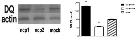 MHC class II DQ expression after ncp BVDV-2a infection was decreased by western blot