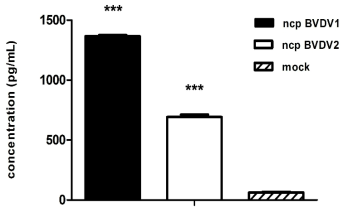 Ncp BVDV-2a infection decreases the secretion of IFNgamma