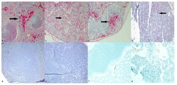 ncp BVDV1 감염 마우스의 조직면역에서 붉게 염색된 부분이 BVDV 항원, a:비장, c: 장간막림프절, e: Peyer's patches, g: 골수