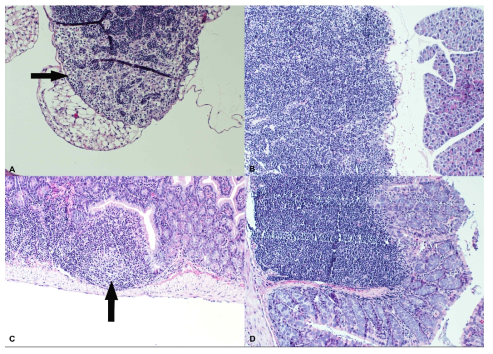 ncp BVDV-1b를 감염시킨 마우스의 조직병리학적소견: 장간막림프절과 Peyer's patches에서 lymphocyte depletion