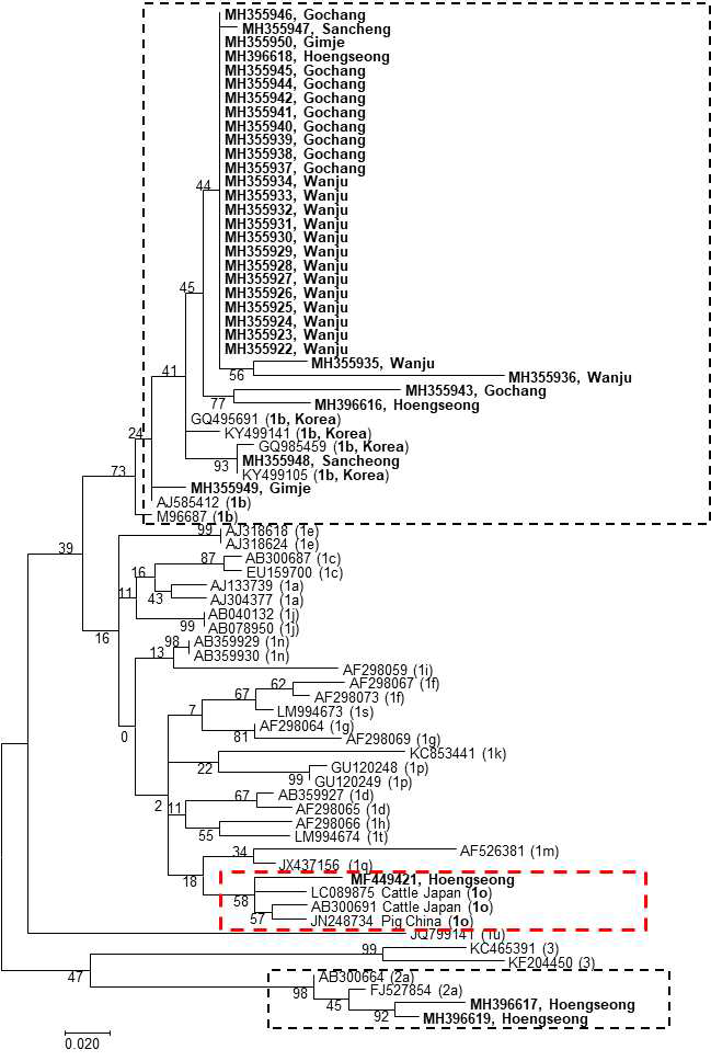 Phlyogenetic tree of 5′-UTR region