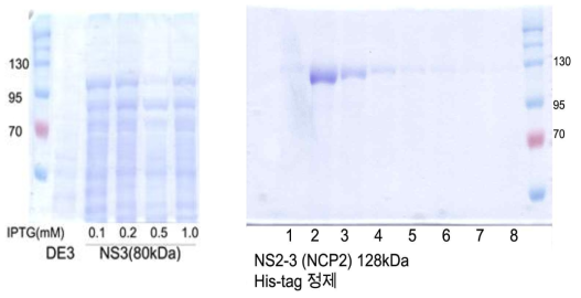 NS3 및 NS2-3 발현단백질