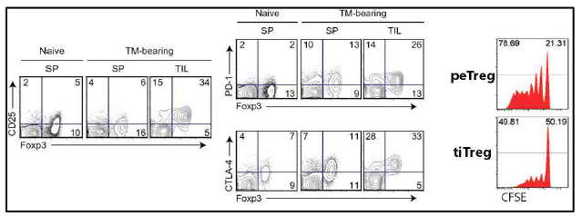 말초조직 조절T세포와 종양침투 조절T세포간의 형질 및 기능 비교