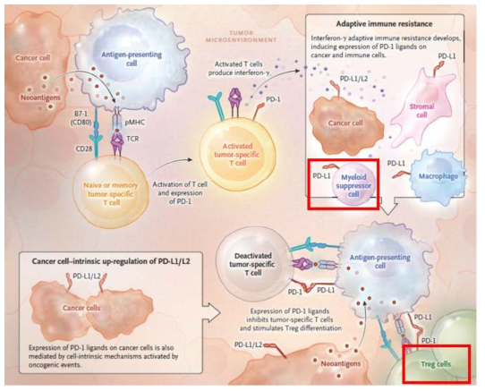 종양미세환경의 면역항암치료 불응 반응