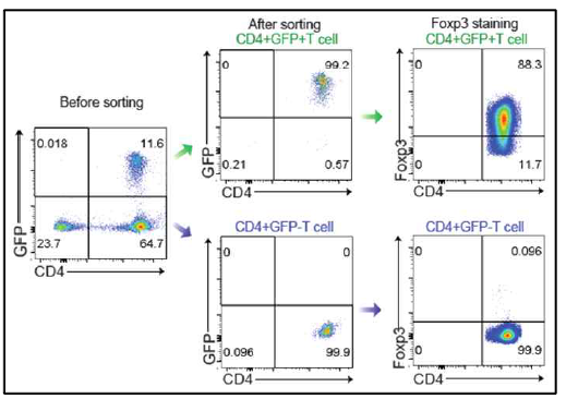Foxp3-eGFP 생쥐를 이용한 조절T세포 분리 시스템