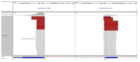 빨간색이 fusion protein을 의미함. ZNF576의 역할이 알려져 있지 않고, ACTN4 또한 암의 발생과정에 강력하게 관여한다는 선행 연구가 없음