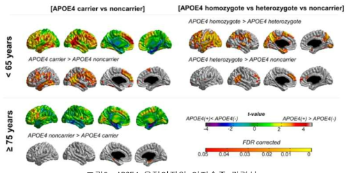 APOE4 유전인자와 인지수준 관련성